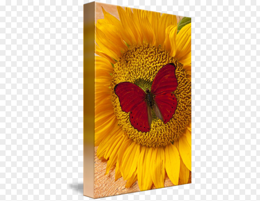 Red Butterfly Common Sunflower Insect Yellow PNG