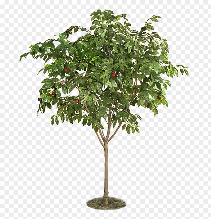 Tree Fruit Plant Structure PNG