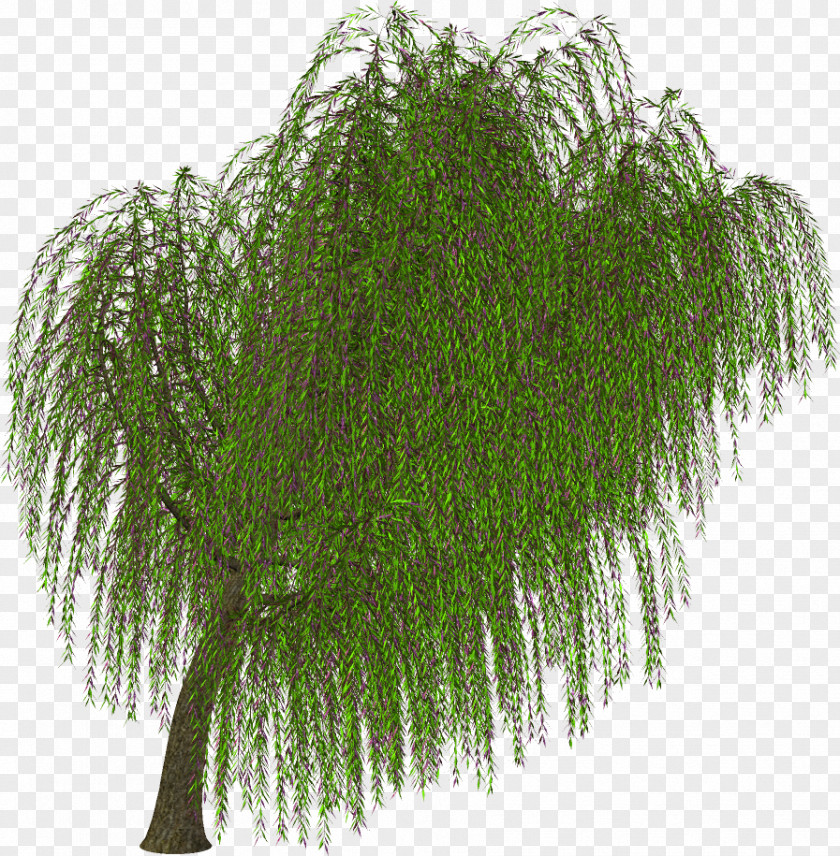 Tree Shrub Branch Clip Art PNG