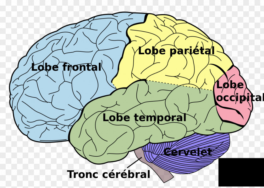 Brain Human Lobes Of The Lateralization Function Body PNG