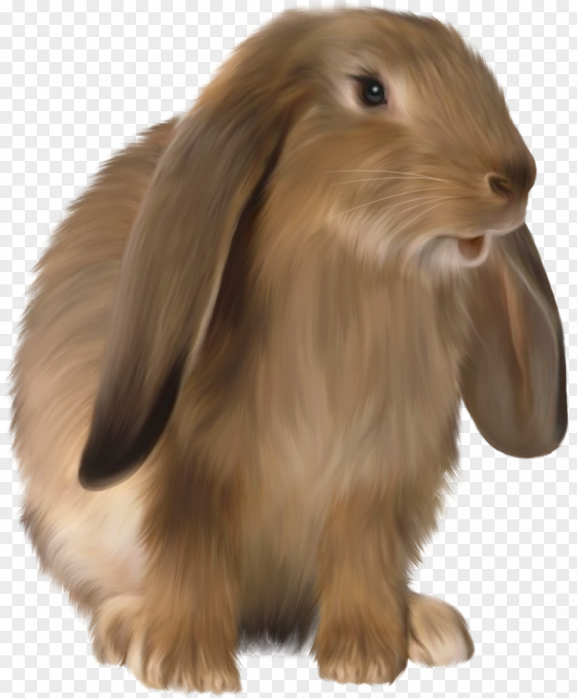 Cute Brown Bunny Picture Rabbit Clip Art PNG