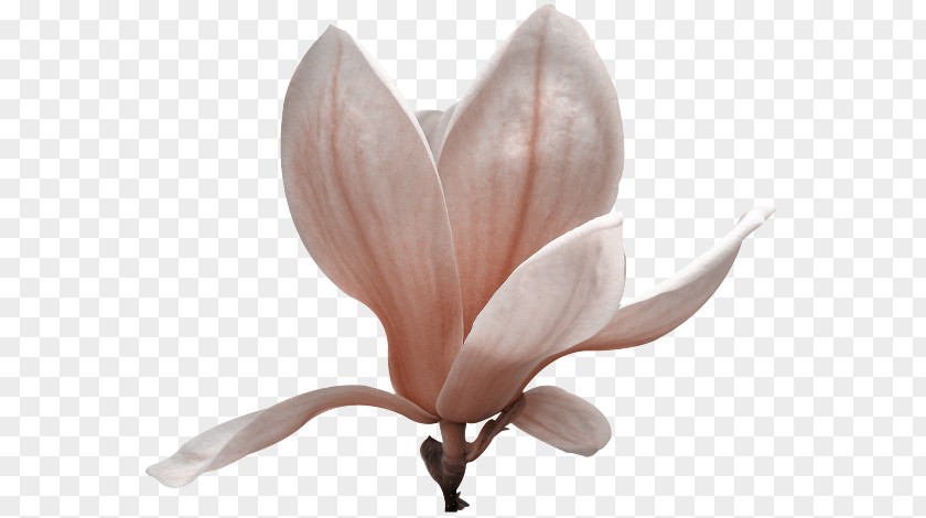 Flower Petal Southern Magnolia Liliiflora Yulan PNG