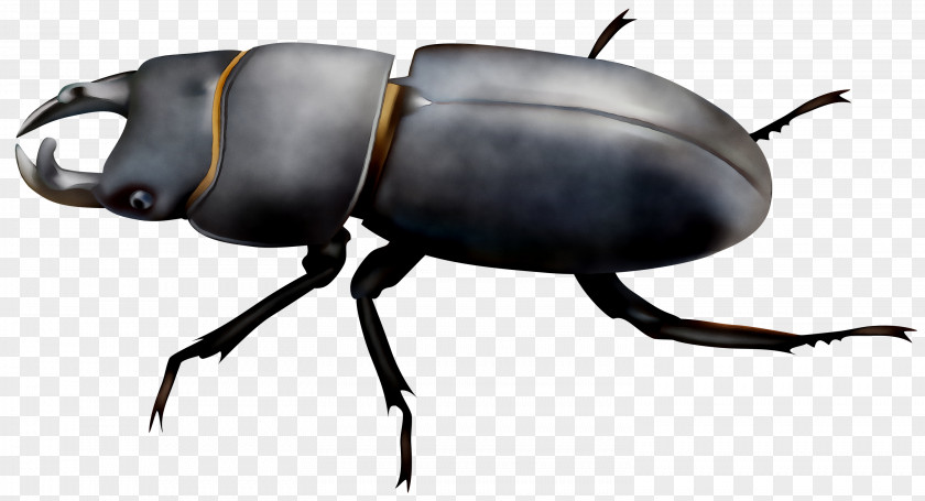 Clip Art Beetle Illustration Image PNG