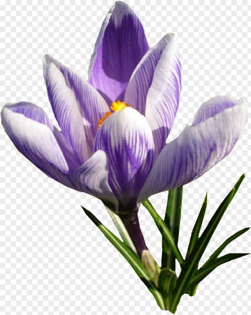 Crocus Autumn Speciosus Flower Saffron PNG