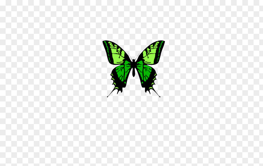 Green Grass Color Butterfly Nymphalidae Moth PNG