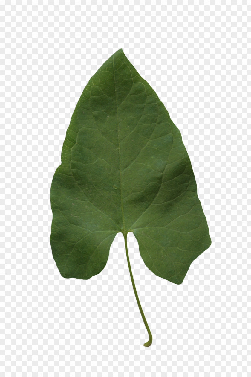 Leaf Texture Alpha Compositing Plant PNG