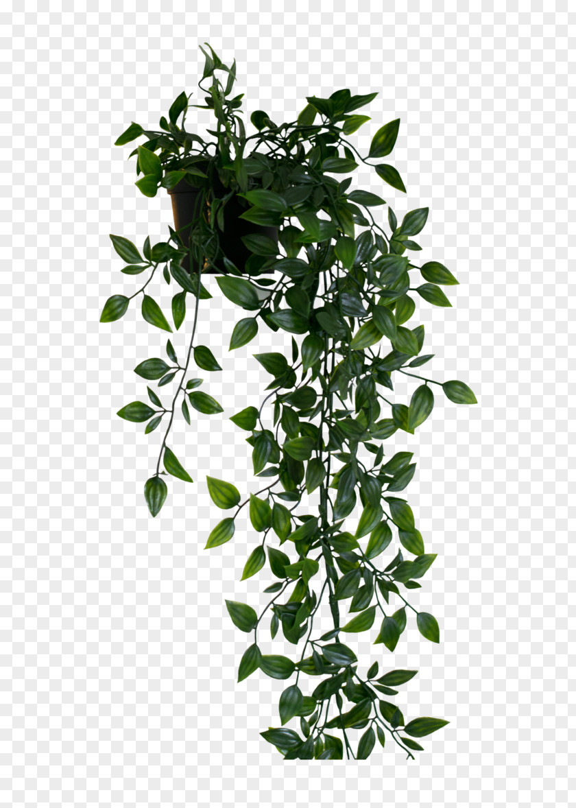 Plants Hanging Image Table Shelf Bathroom Houseplant PNG