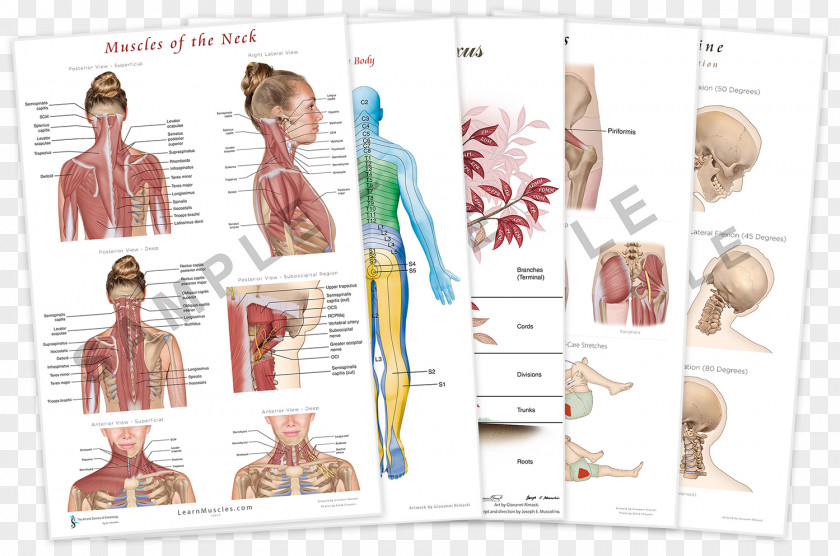 Poster Child Muscles Of The Neck Endless Web: Fascial Anatomy And Physical Reality PNG