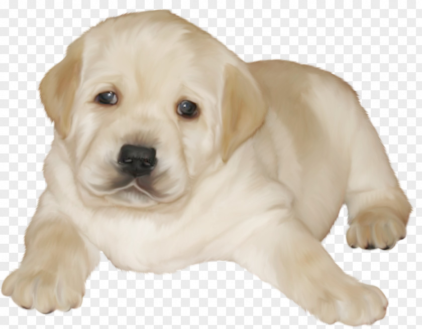 Puppy Labrador Retriever Companion Dog Breed PNG