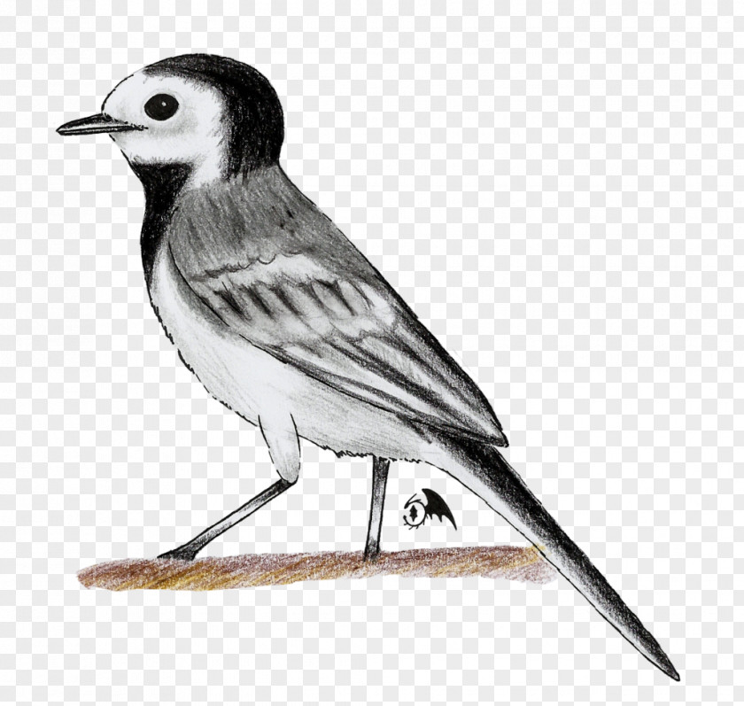 Bird White Wagtail Drawing Old World Animal PNG