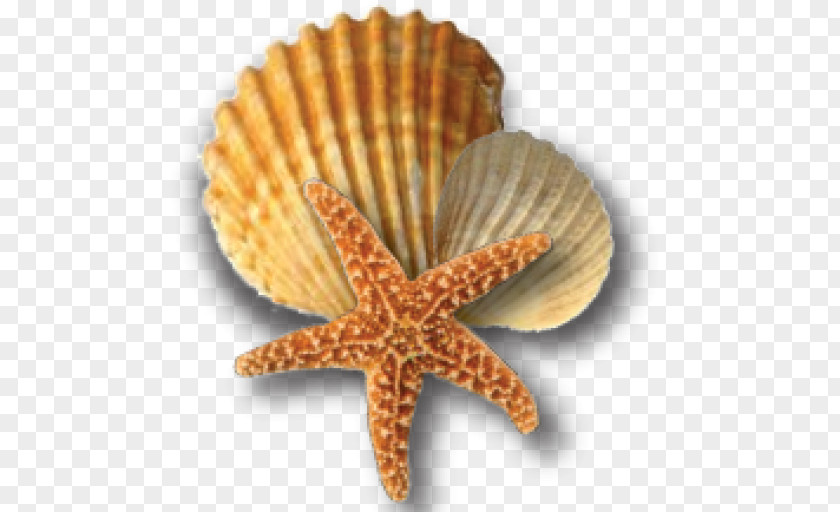 Seashell Bivalvia Shellfish PNG