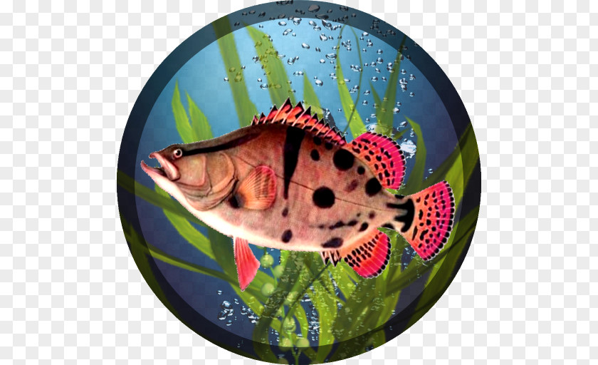 Android Fishing PRO Rapala Fishing: Daily Catch Angling PNG