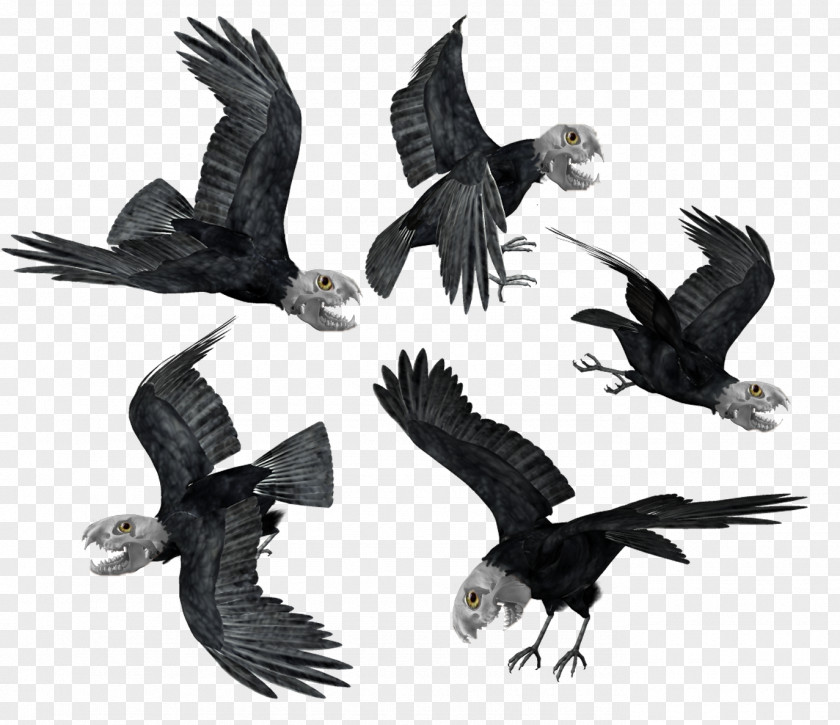 Bird Bald Eagle Common Raven Hooded Crow PNG