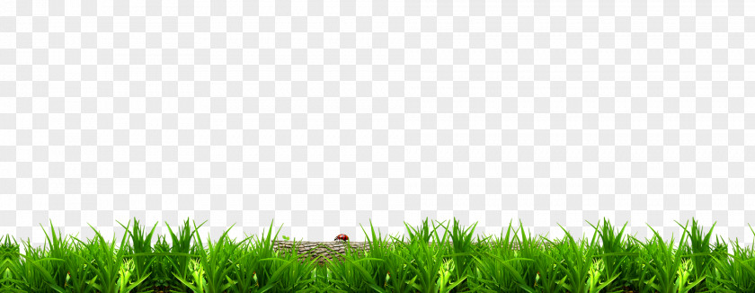 Tmall Super Brand Day Lawn Desktop Wallpaper High-definition Television Green PNG