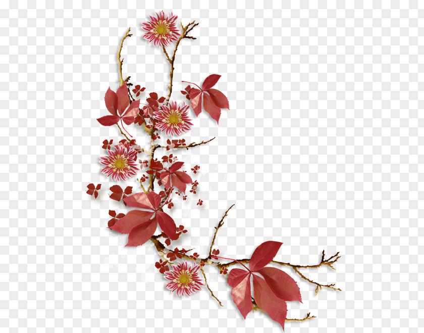 Flower Floral Design Petal Rose PNG