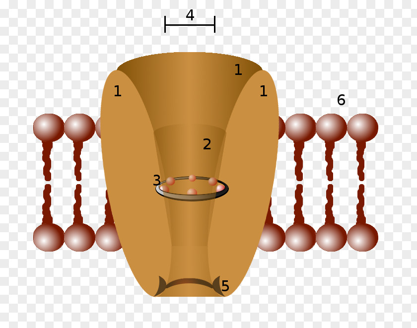 Schematic Diagram Ion Channel Cell Membrane Potassium Biological PNG