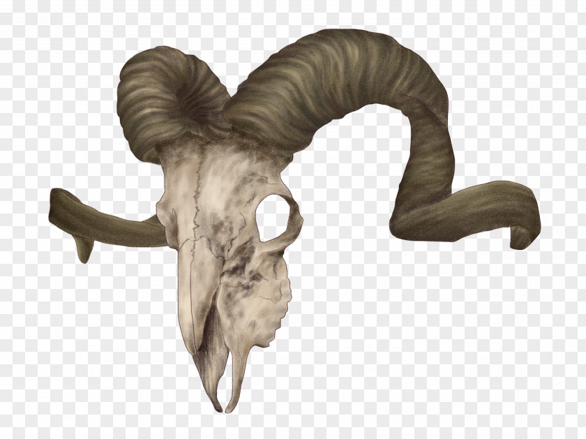 Aries Bighorn Sheep Animal Skulls PNG