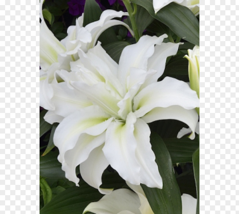 Bulb Lilium Flower Internet Herbaceous Plant PNG