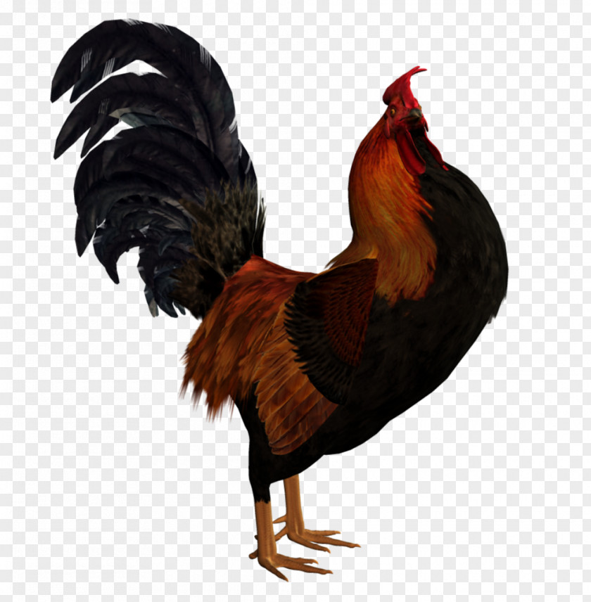 Chicken Rooster Subaru Poultry Drawing PNG