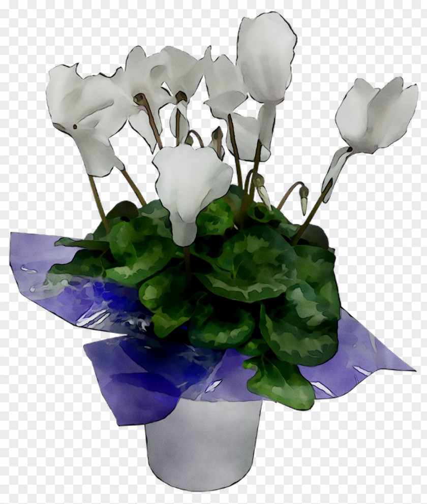 Cyclamen Floral Design Cut Flowers Flower Bouquet PNG