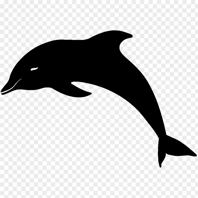 Dolphin Bottlenose Drawing Clip Art PNG