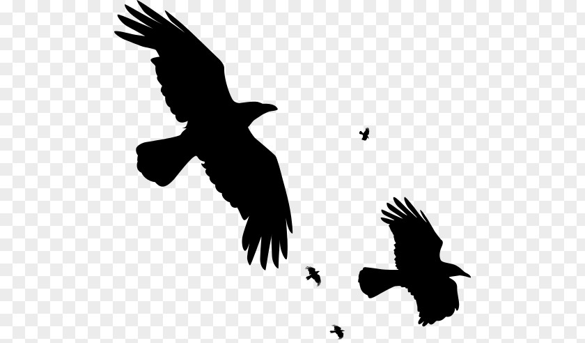 Flying Raven Overlay Bird Common Carrion Crow Clip Art PNG