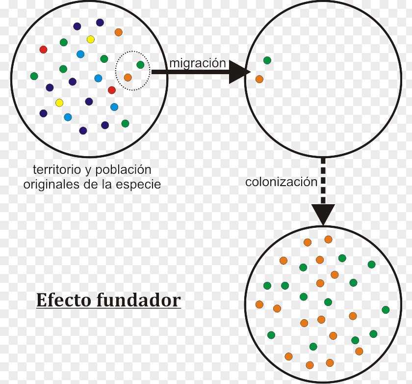 Lighting Effects Founder Effect Genetic Drift Speciation Genetics Evolution PNG