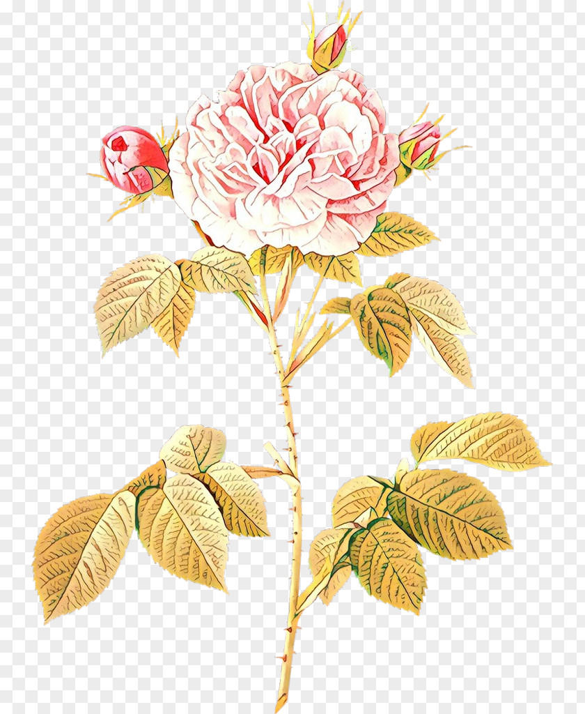 Moss Rose Illustration Rosa 'Great Maiden's Blush' Stock Photography French PNG