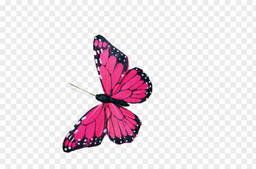Pink Butterfly Decoration Color Clip Art PNG