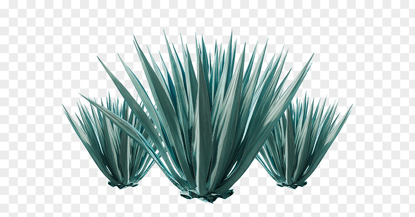 Plant Stock Photography Agave Utahensis PNG
