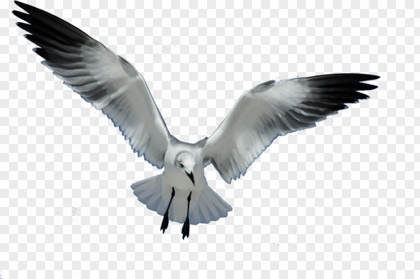 Seagull Gulls Bird European Herring Gull Flight Clip Art PNG