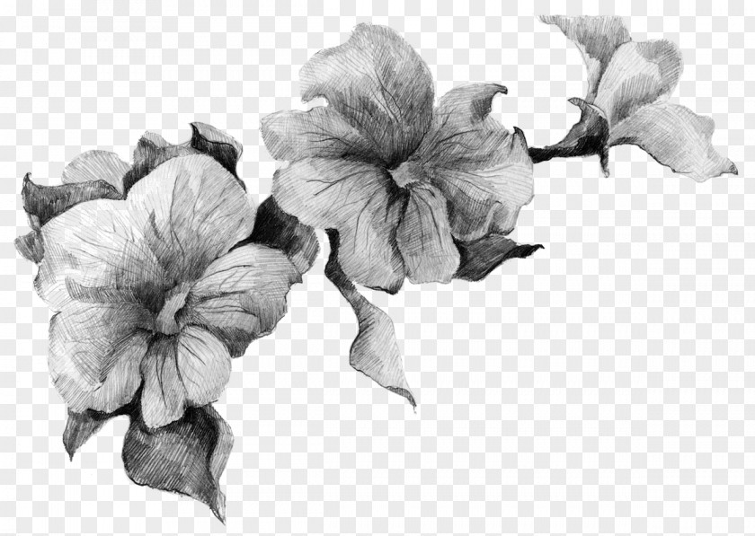 Sen Department Of Beautiful Flowers Drawing Petunia Stock Photography Flower PNG