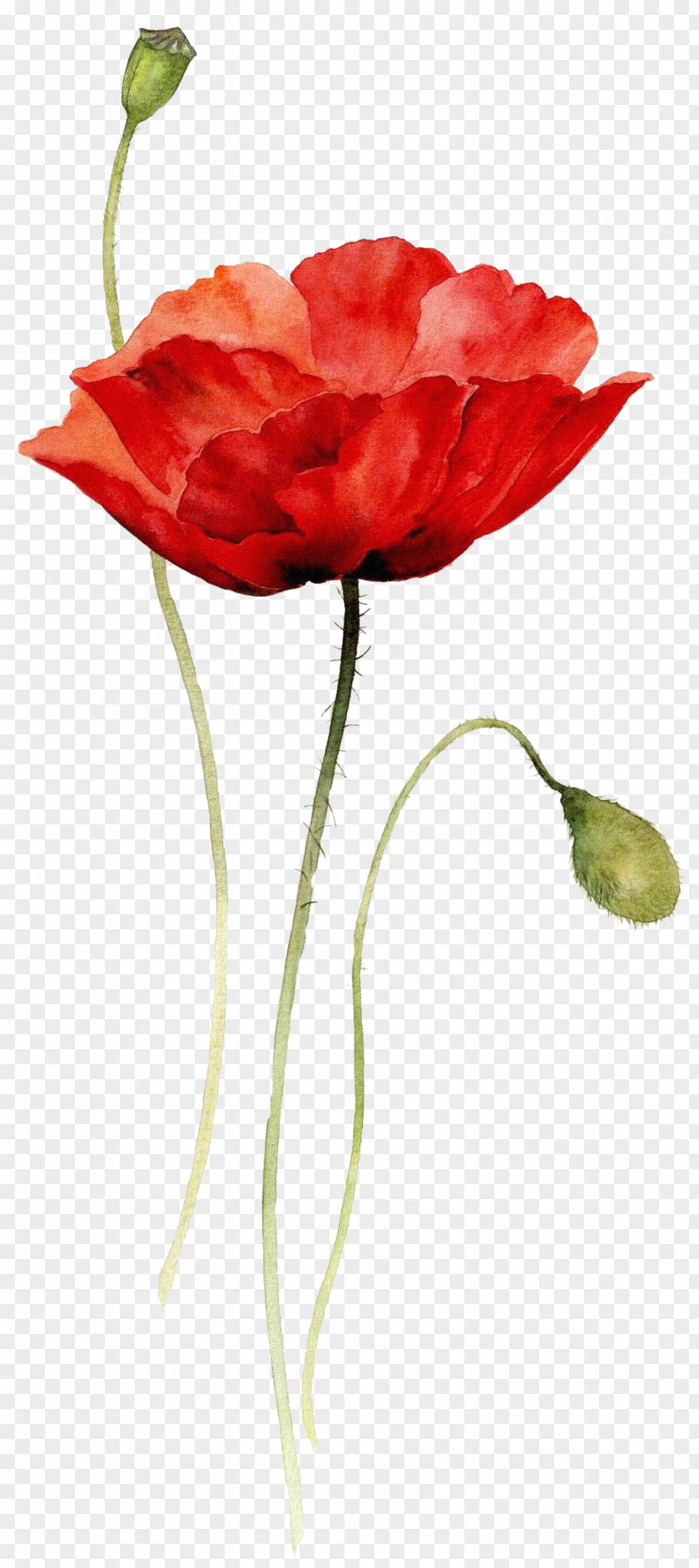 Watercolor Flowers Painting Drawing Flower Poppy PNG
