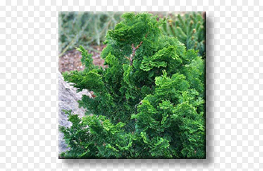 Arborvitae Evergreen Oriental Arbor-vitae Shrub Fir PNG