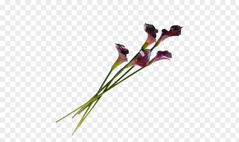 Flower Clip Art Image Gladiolus PNG