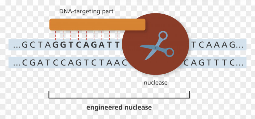 Genoma Swiss Biotechnology Genome Editing Genetics Nuclease DNA PNG