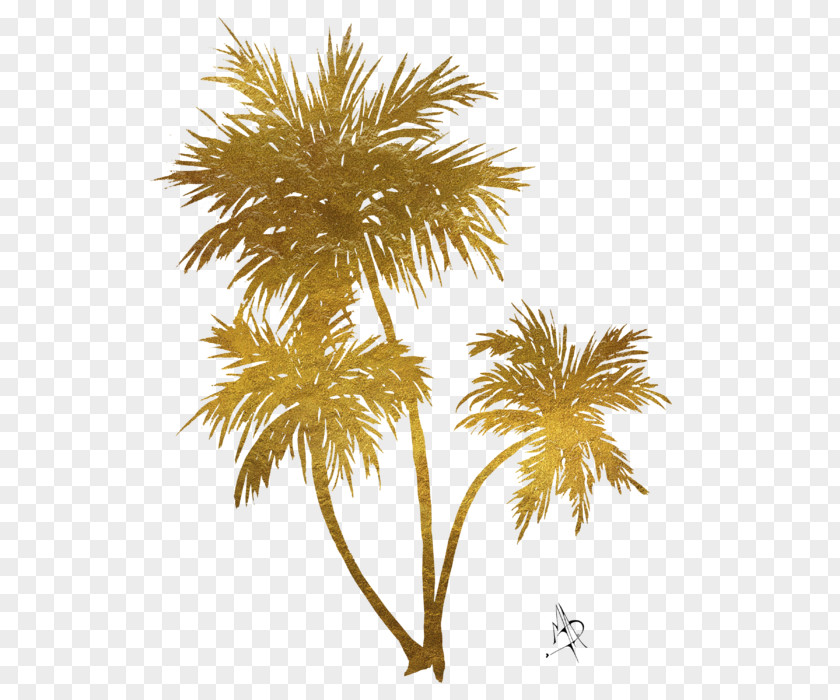 Gold Asian Palmyra Palm Arecaceae Painting Art PNG