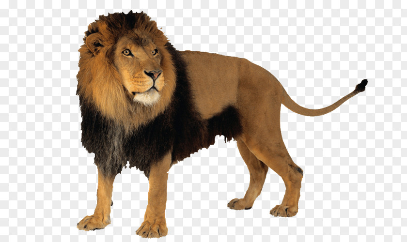 Lion Felidae PNG