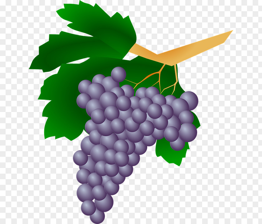 Painted A Bunch Of Grapes Common Grape Vine Wine Raisin Clip Art PNG