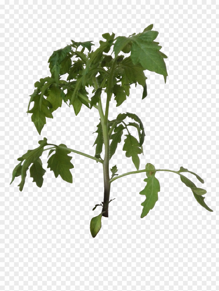 Tomato Plant Leaf Vegetable Bush Tree Cherry PNG