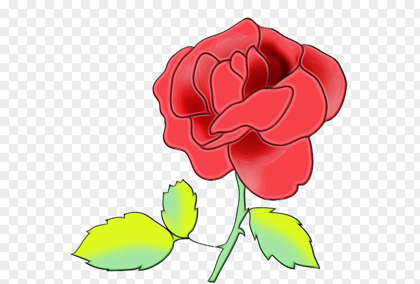 China Rose Pedicel Garden Roses PNG