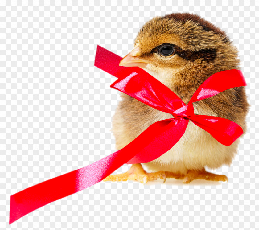 Department Ribbon Chick Chickens As Pets Clip Art PNG