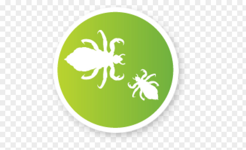 Head Louse Primate Body Lice Insect Logo PNG