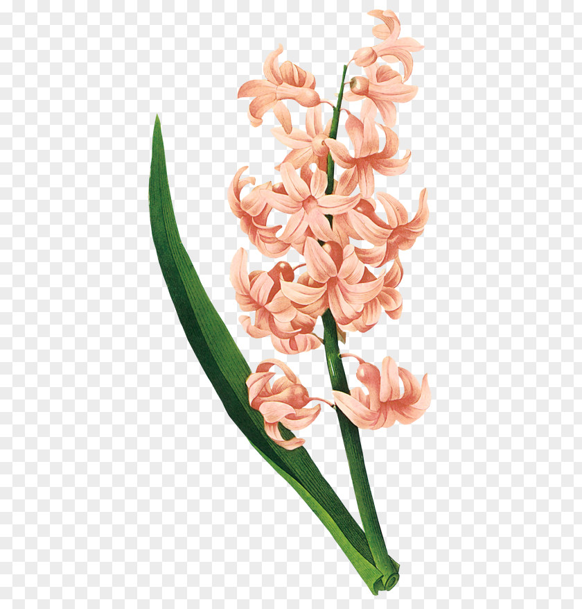 Hyacinth Choix Des Plus Belles Fleurs Botanical Illustration Botany PNG
