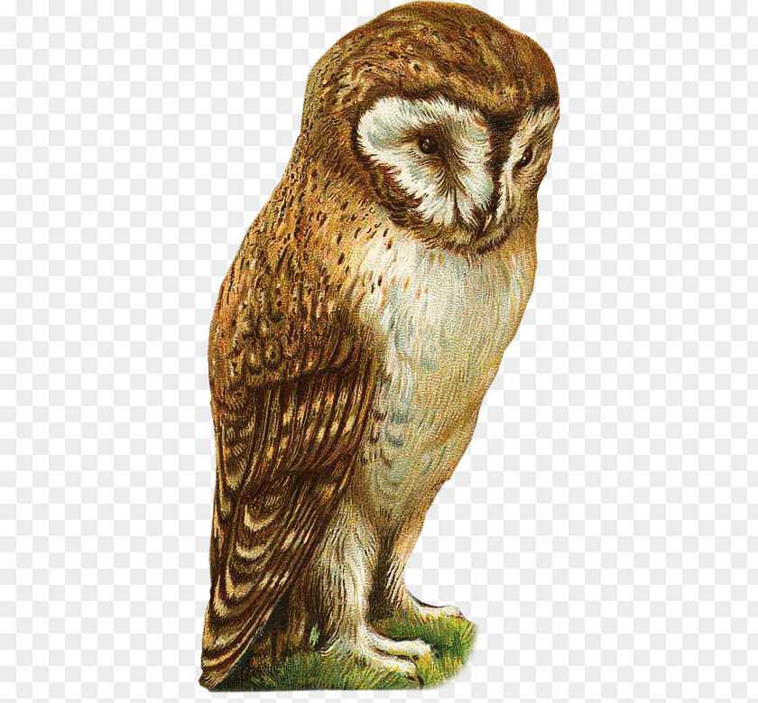 Owl Great Grey Bird Beak Feather PNG