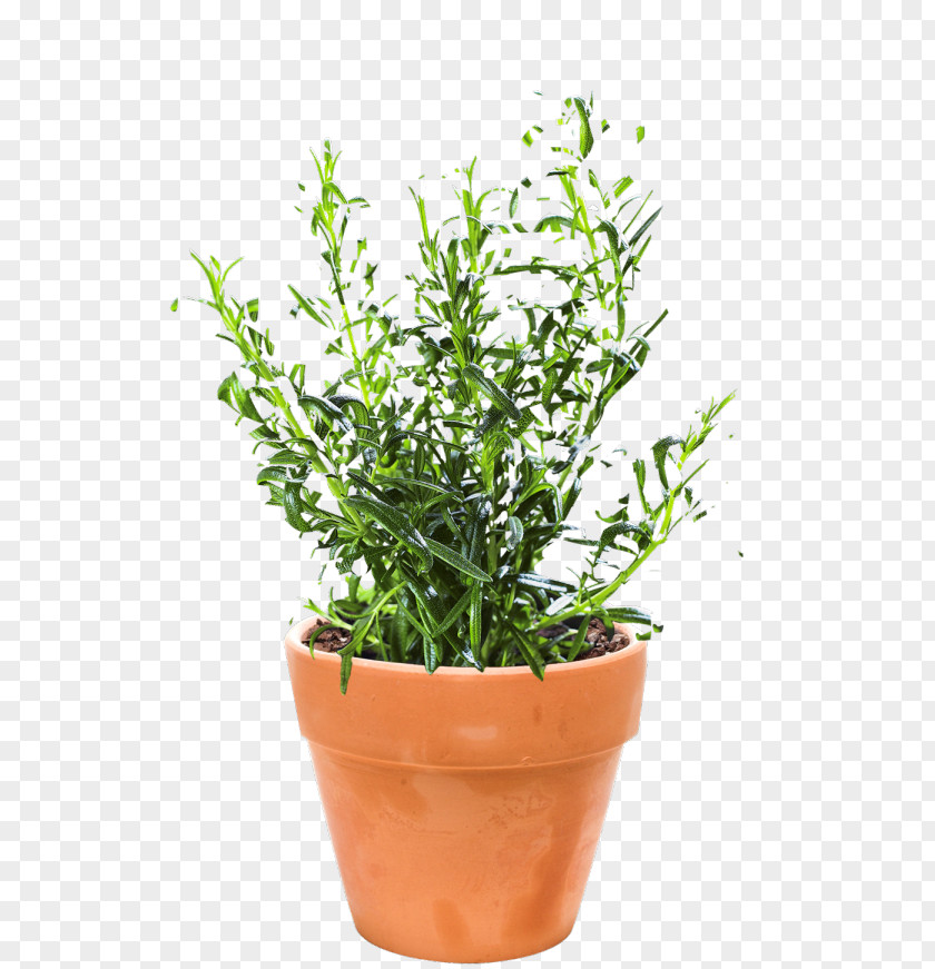 Autumn Herb Rosemary Flowerpot Mediterranean Sea PNG