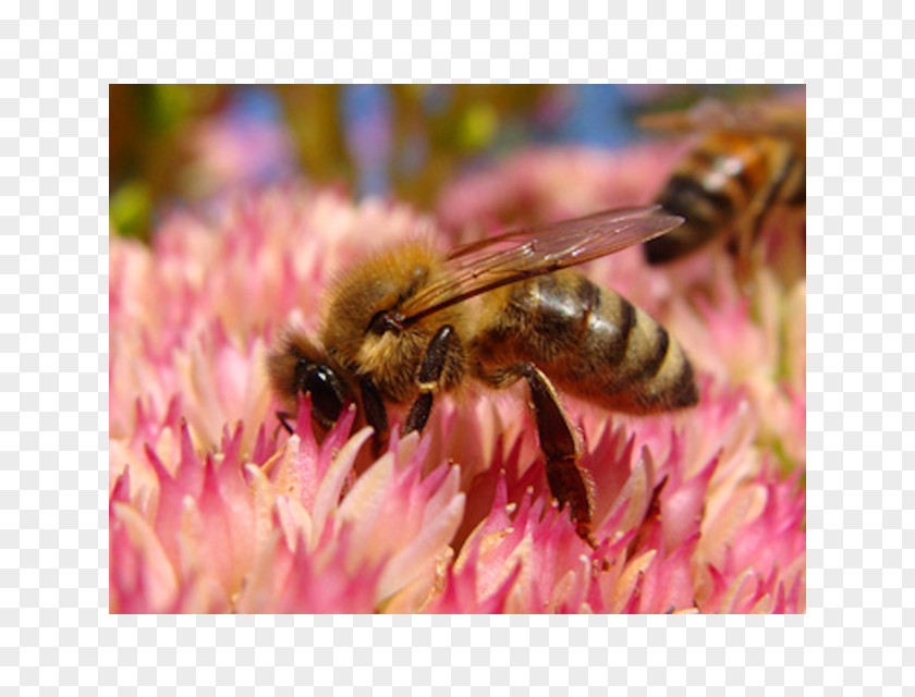 Bee Honey Hornet Nectar Pollen PNG