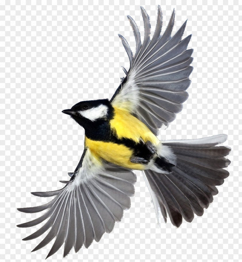 Bird Desktop Wallpaper European Robin PNG
