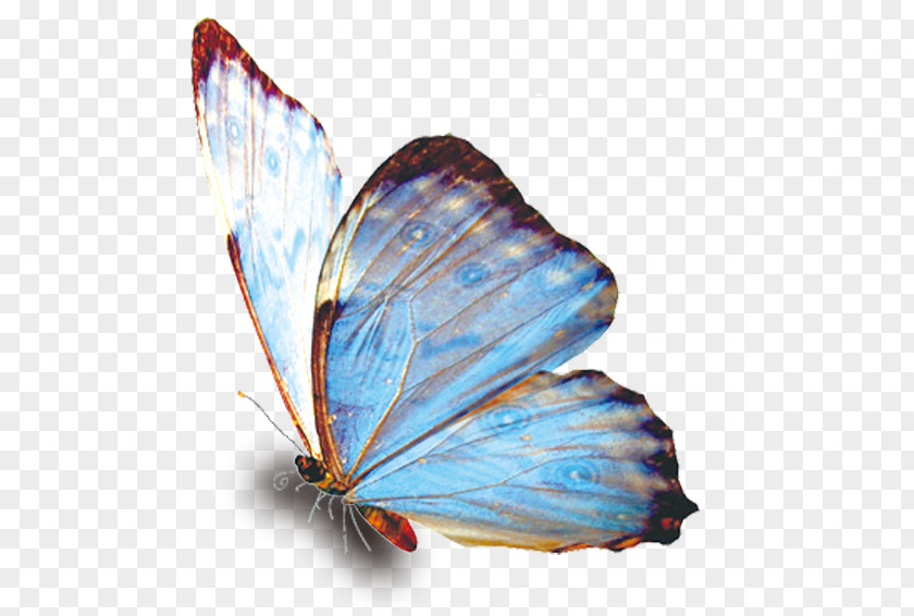 Blue Butterfly Download PNG