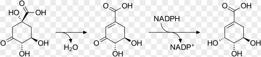 Illicium Verum Shikimic Acid Shikimate Pathway Metabolic Biosynthesis Tannin PNG